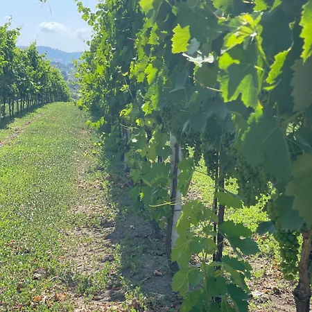 Azienda Agricola Ponterotto *