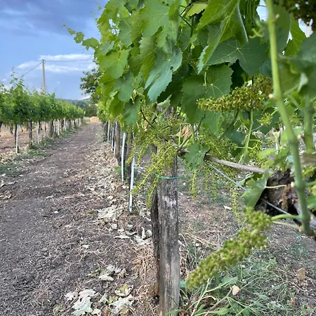 Bed & Breakfast Azienda Agricola Ponterotto *