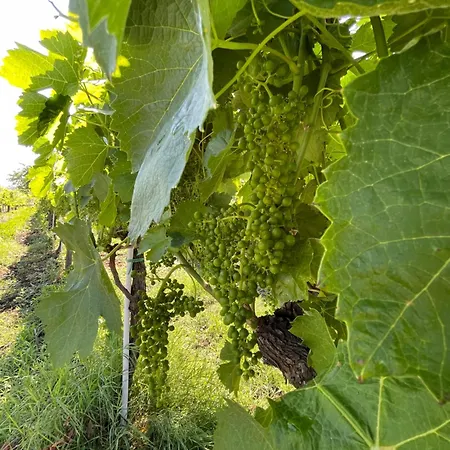 Bed & Breakfast Azienda Agricola Ponterotto Mirabella Eclano