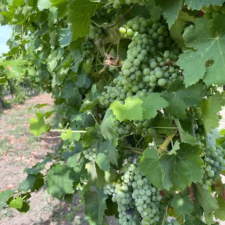 Azienda Agricola Ponterotto * Mirabella Eclano