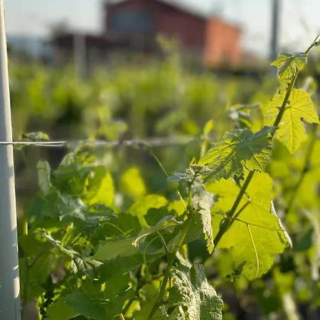 Azienda Agricola Ponterotto * Mirabella Eclano