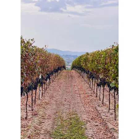 Azienda Agricola Ponterotto * Mirabella Eclano